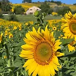 Casale Milleluci - Country House